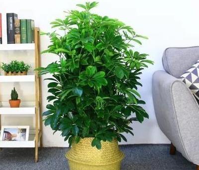 扦插|做好4点,鸭掌木安全度夏!天一凉快,叶子蹭蹭长,终年油绿