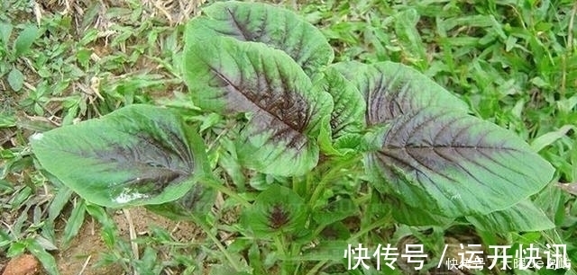 膳食纤维|老一辈人的口中的“救命菜”，如今频繁出现在城市餐桌上