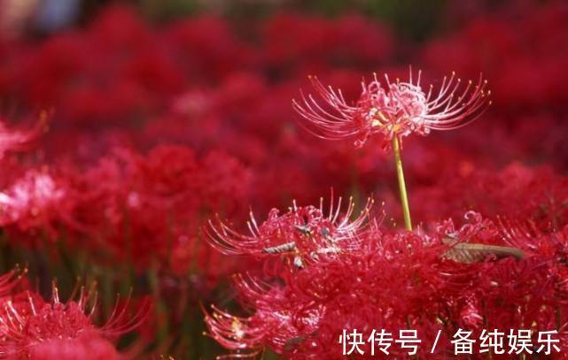 鳞茎|最有传奇意义的一种花草，它亦正亦邪，被称为邪恶与神圣的象征！