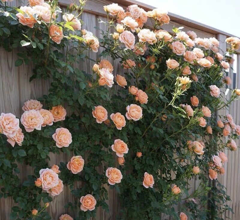 养花营养土不用买,5东西“捂一捂”,养花肥效好、不烂根