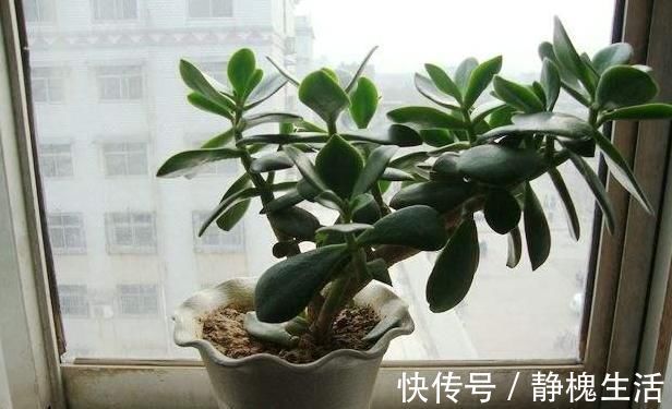 水分配比|马齿苋摇身一变成“金枝玉叶”,花友1年养成老桩,高价都不卖