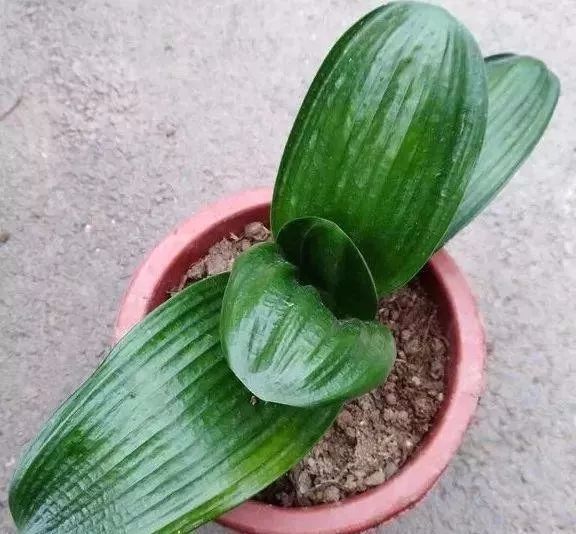 花期中|这些花草不要往叶面上喷水，否则只剩下花盆