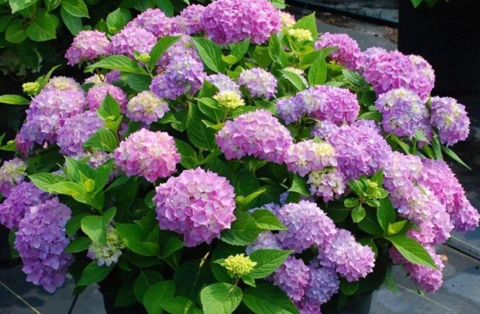 营养物质|夏季养殖绣球花,怕花大压弯枝头?学会这几招,植株不倒伏