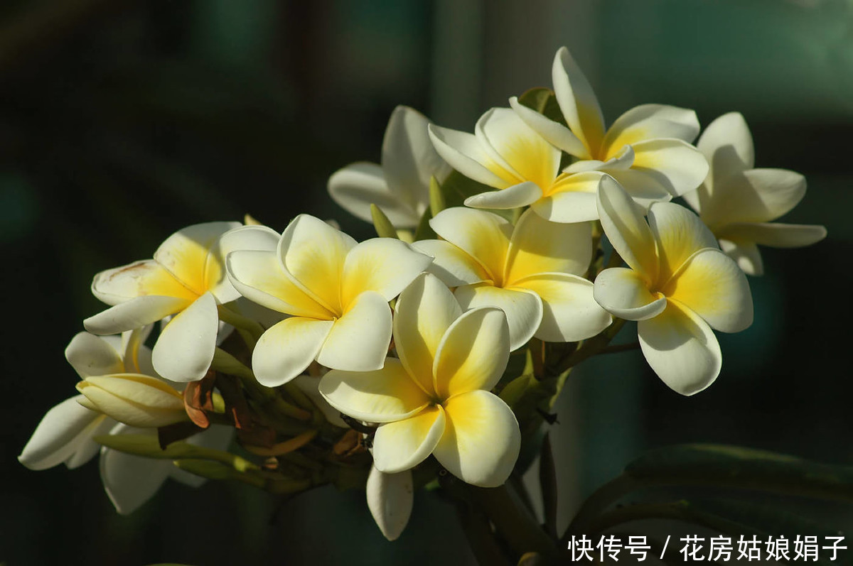 它浑身多是宝,观赏食用两不误,鸡蛋花盆栽养殖技术解析