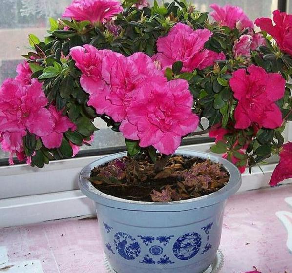 盆栽养殖云锦杜鹃,多注意4个要点,开花量大、色艳、香味浓郁