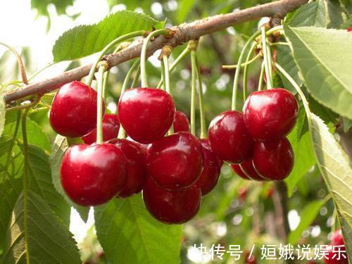 常吃|胃不好的人,要常吃3种水果,营养护胃,胃不好的朋友要知道!