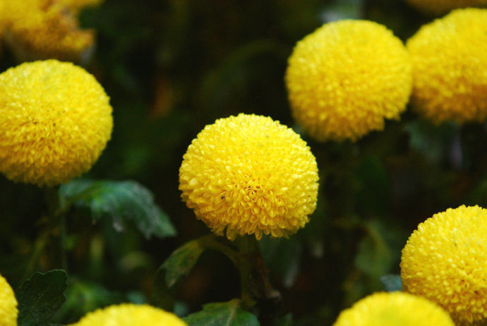 喜欢养花,不如养盆“十大名花”菊花,开花爆盆好养活,艳压群芳