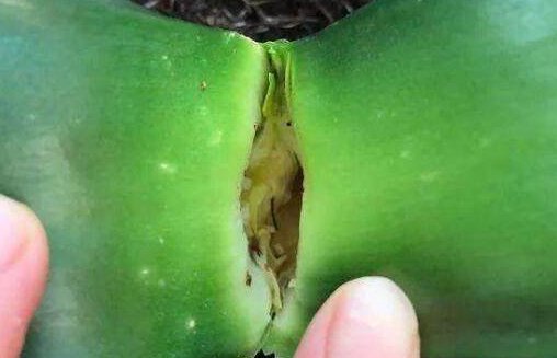 君子兰烂心要死了别扔,教你一招,分分钟满血复活