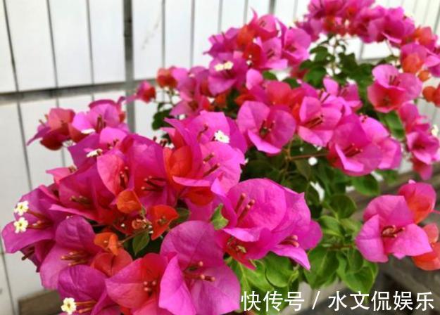 小黑屋|早秋,盆栽三角梅开花数量少了、个头小了怎么办抓牢4点足以