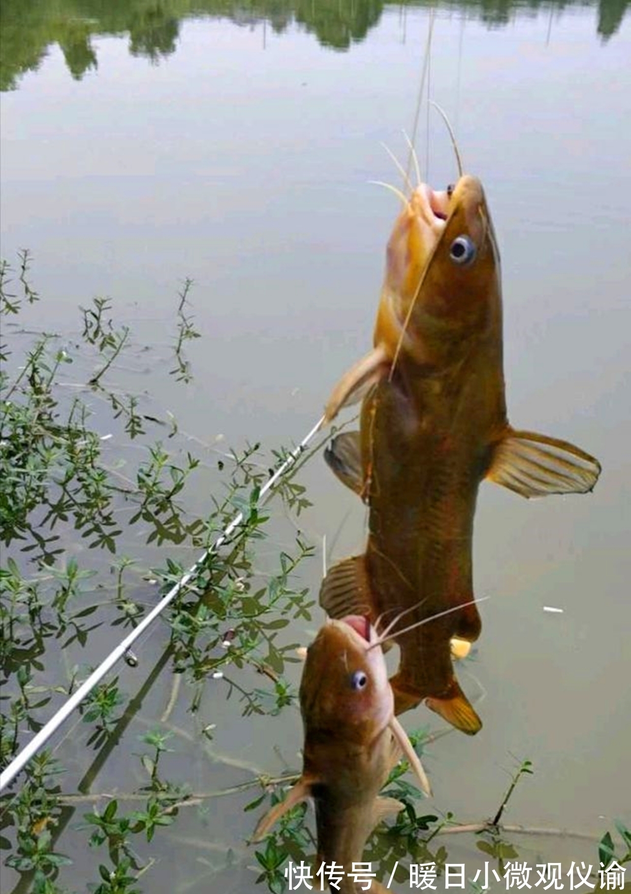 红虫蚯蚓也没有它好用,整晚连杆不断,老钓友不肯说的秘密武器