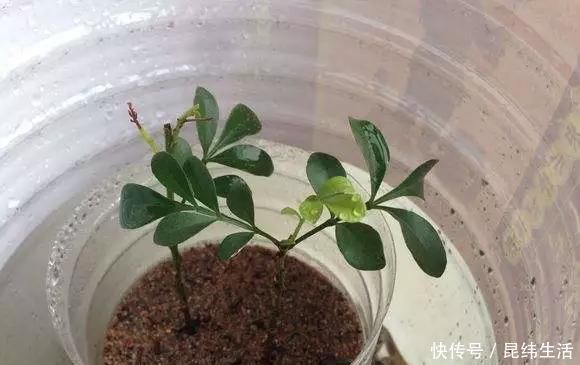 养花|养花爱好者看过来这15种花现在“扦插”,生根快,一个周就长芽