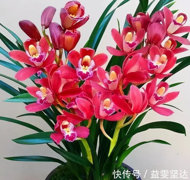 养兰首选“大将军”,花色艳丽,香气雅致,格局大方,新手也能养