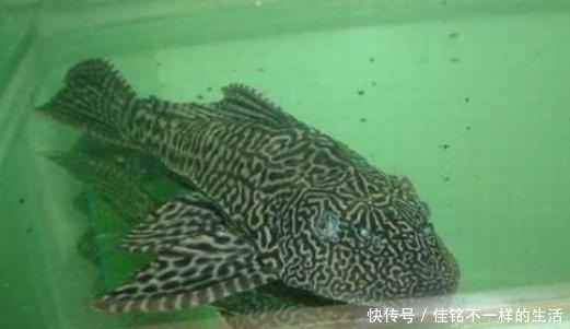 最让人难以忍受的4种鱼,罗非鱼上榜,图6只有印度人能接受