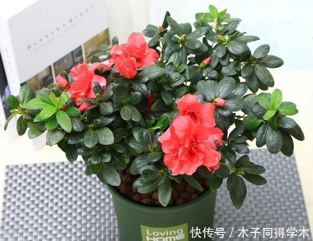 杜鹃花总是开完花就落叶枯萎吗?做好这4点,年年开爆盆