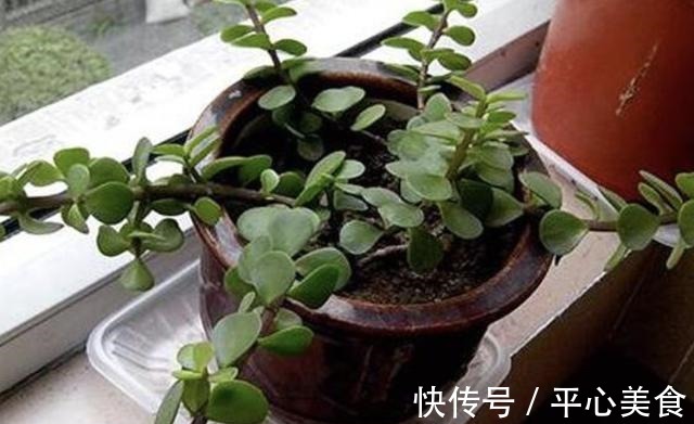 植株|胡大妈养“金枝玉叶”，每次都用“3个方法”，个个都开花，美