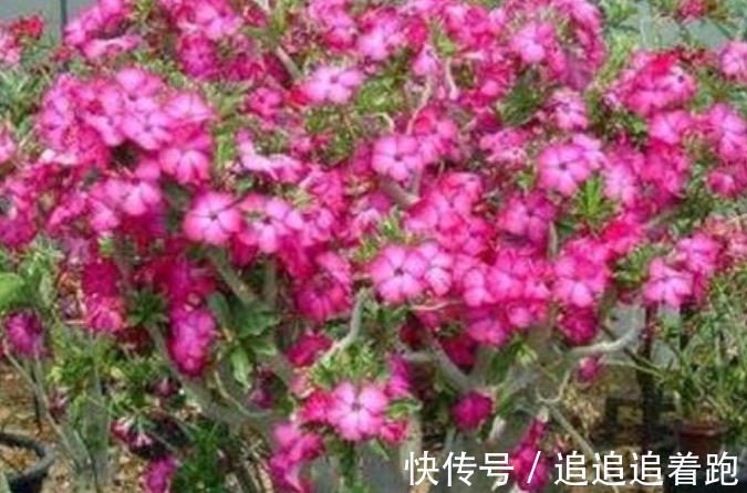 这几款小花,便宜又好养,“花香”飘满屋,花美心情好!
