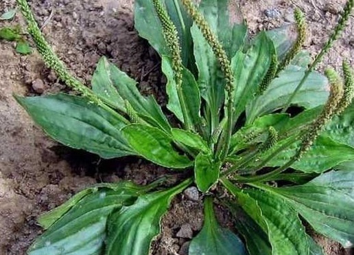 咳嗽|女性常吃此物,不咳嗽了,子宫越来越干净,远离妇科炎症,效果棒