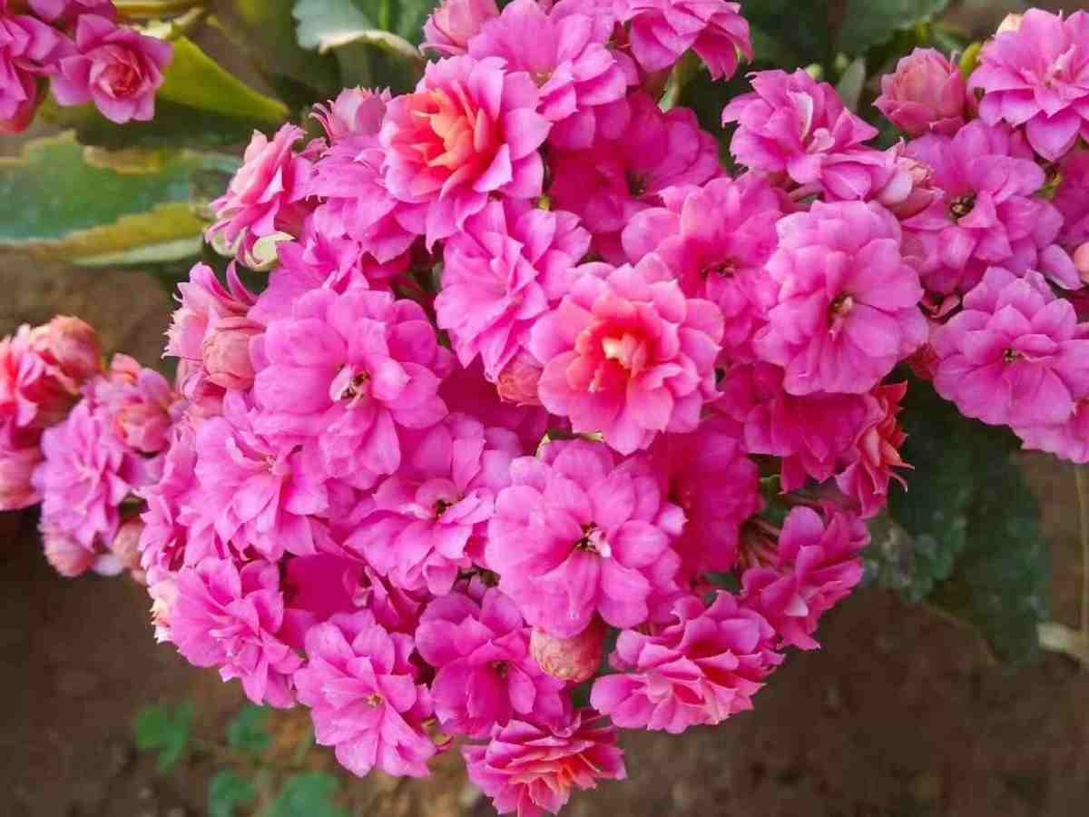 长寿花|8种花是“旱鸭子”，水一多就容易烂，不浇水反而壮得像萝卜