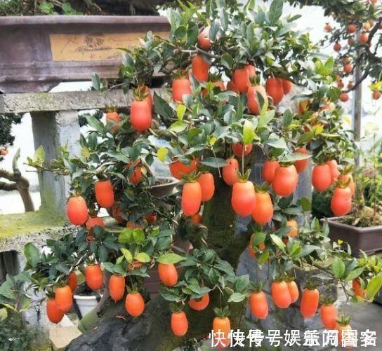 家里养花,就选4种耐旱花,好养又漂亮,开成小花海!