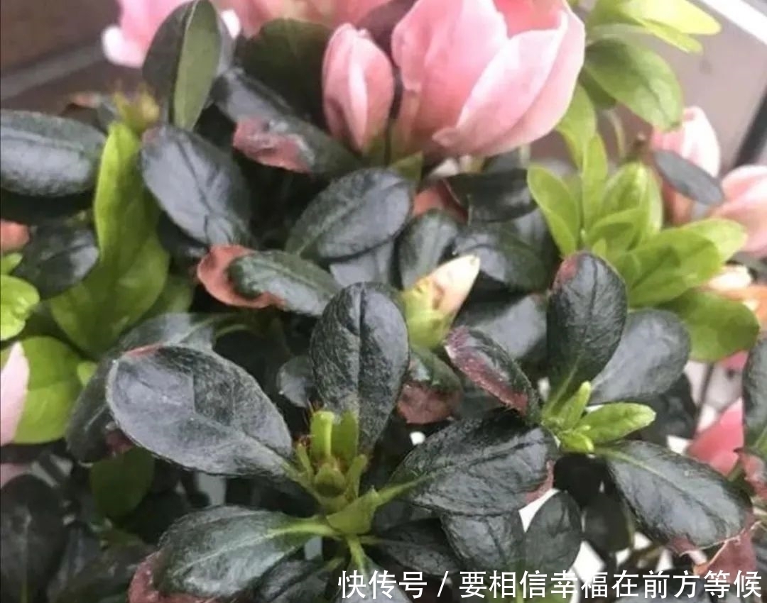 硫酸亚铁养花，不要乱用，做好2个细节，长得旺盛叶子浓绿