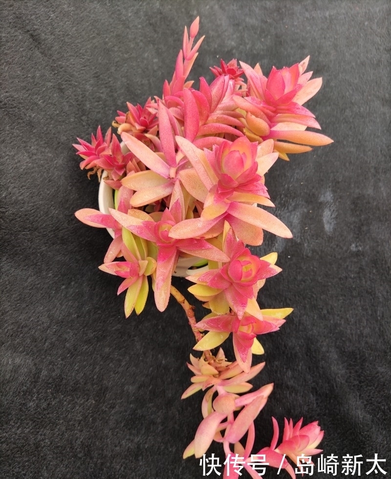 给我一块黑布,多肉走个台步