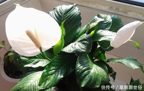 春天养花,这种水不能浇,浇1盆死1盆,大多数人都用错了!