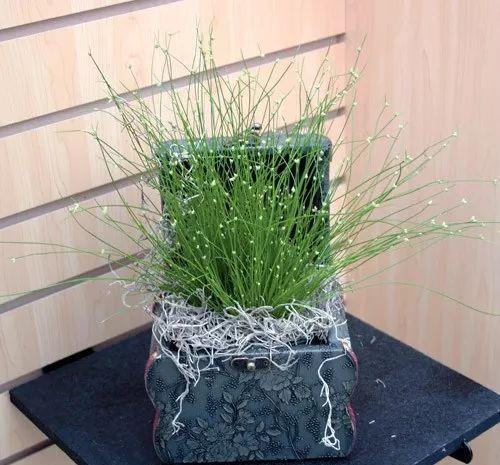 太美了这些草比花还漂亮,第一种就迷倒很多人