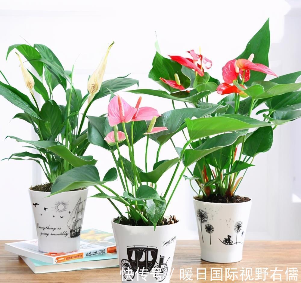 盆栽|5种“耐阴花”,养在北阳台上不见光,开花也很爆