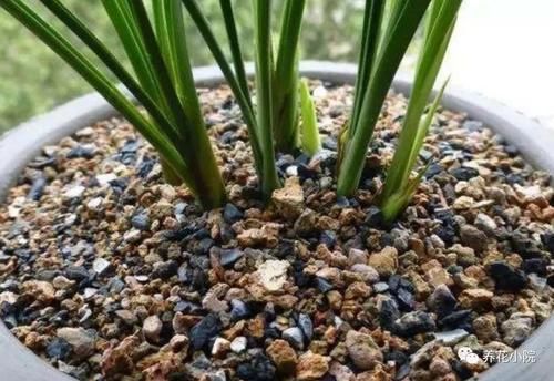 家中养花，盆底垫几种小东西，盆土疏松透气，防止烂根
