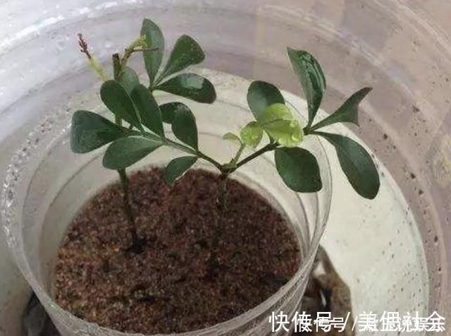 米兰花|温度达到“30度”,2种花还能“扦插”,留下枝条插土里,冒根系