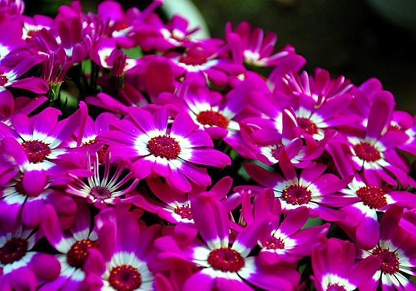 盘点6种易爆花的植物,一开就开满满一盆花,看看都是谁?