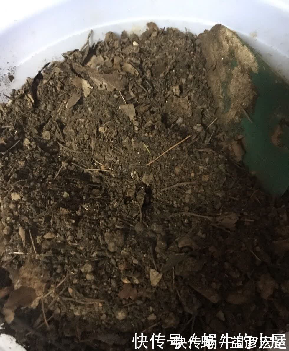 旺盛|松针怎么养花？有3种方法，盆土更肥沃了，花草旺盛