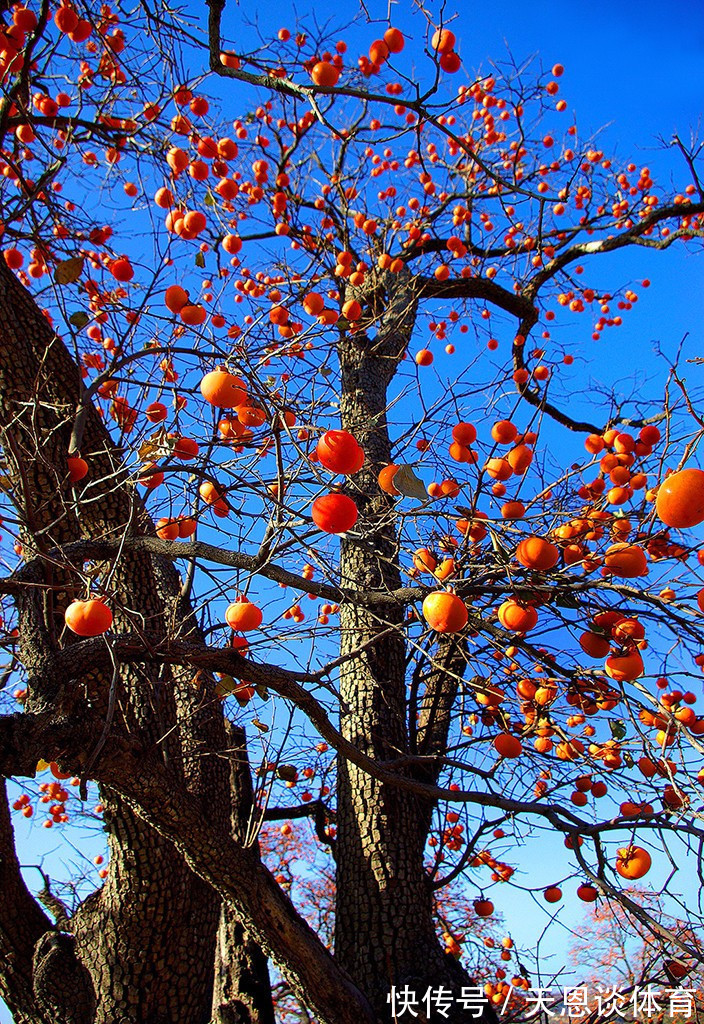 7种树“进宅”,旺财镇宅,延绵百年,家里有地方,一定养一棵