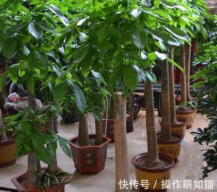 3种花就怕晒太阳，一晒就黄叶，特别难度夏