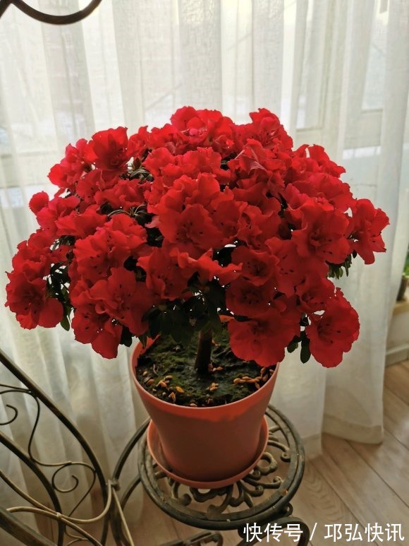 浸盆|4种娇气花,就怕“当头灌”,叶片沾水就烂,浇水要谨慎