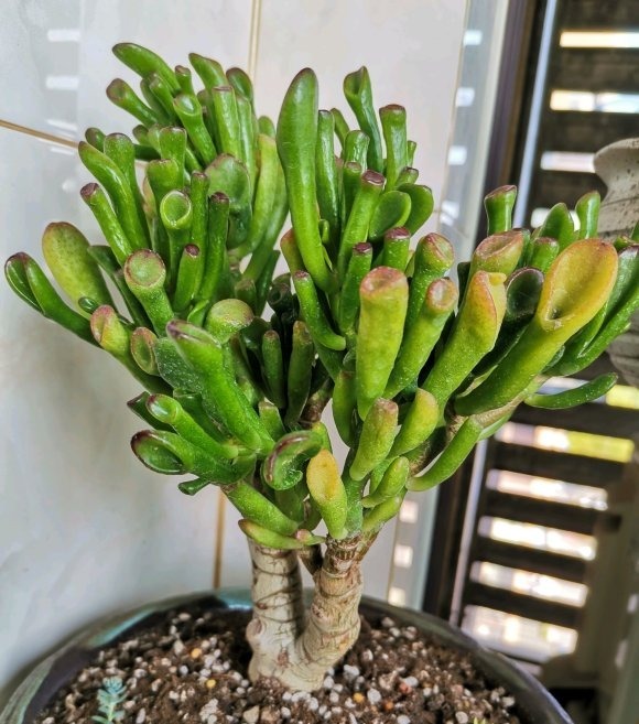 颗粒肥|能“吸财”的多肉,养盆吸财树,肥水不要少,半年养到手臂粗