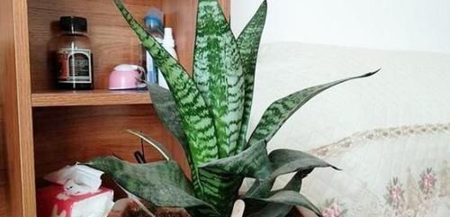 虎皮兰|养虎皮兰，浇花用上2种'水'，叶子绿，根须越长越旺盛