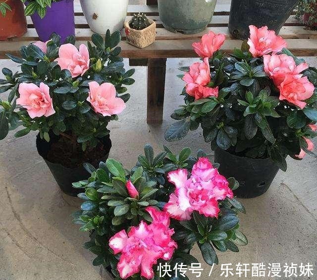 8种“洋气花”，天冷别喷水，不然黄叶、掉花苞，越养越难看