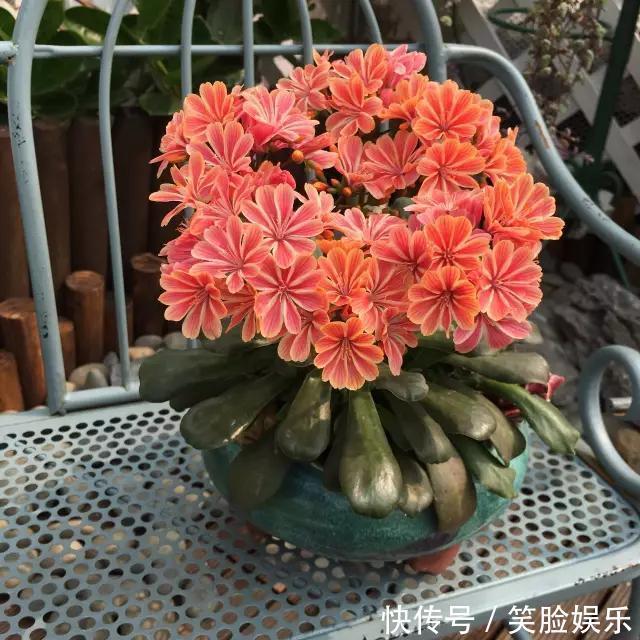 长寿花|这花像长寿花一样好养,全年不间断的开花,太美了