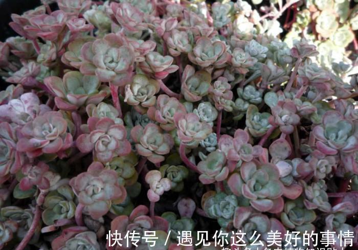 10种最耐寒的多肉植物，零下了都不会死，新手就养它们吧