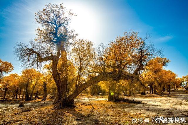 烟花|藏不住了!新疆发现全球最大沙漠胡杨林,比额济纳还美,游客很少