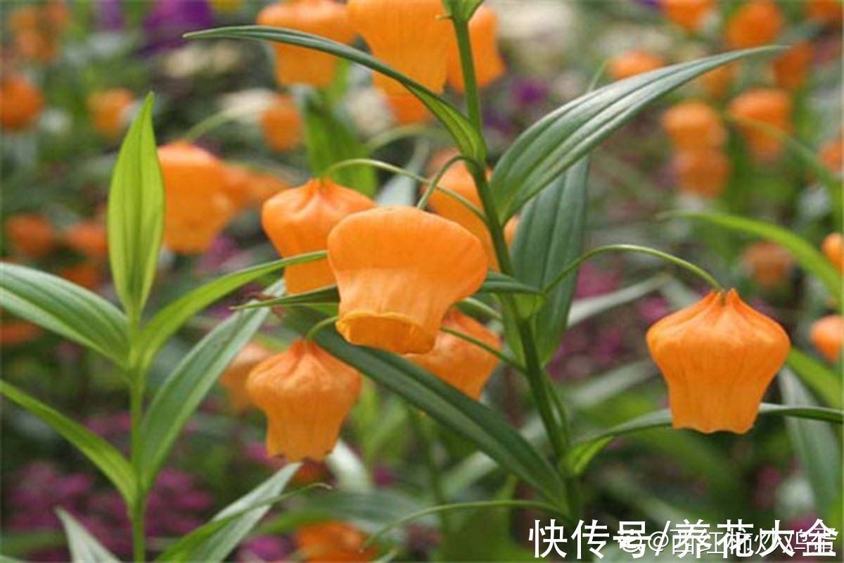 1种花号称花中的“爱马仕”,数量极少,开花气质高雅有格调