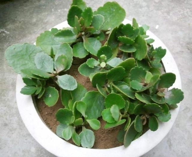 “这”4种花很贵,不要买,偷偷折一根枝,遇土就活,1毛钱不花