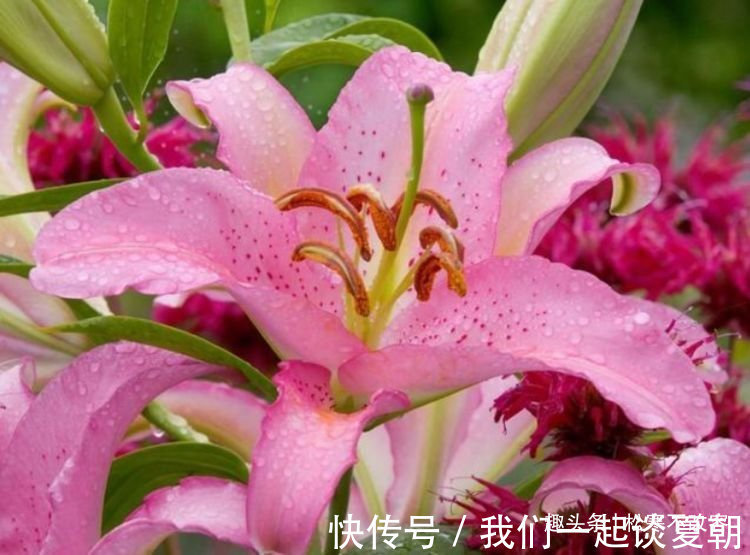 家中必养4种花,漂亮又耐养,随手一养就“爆盆”!
