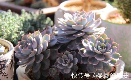 多肉植物|老花匠养多肉7年,总结出4个耐热耐晒品种,安全度夏适合新手
