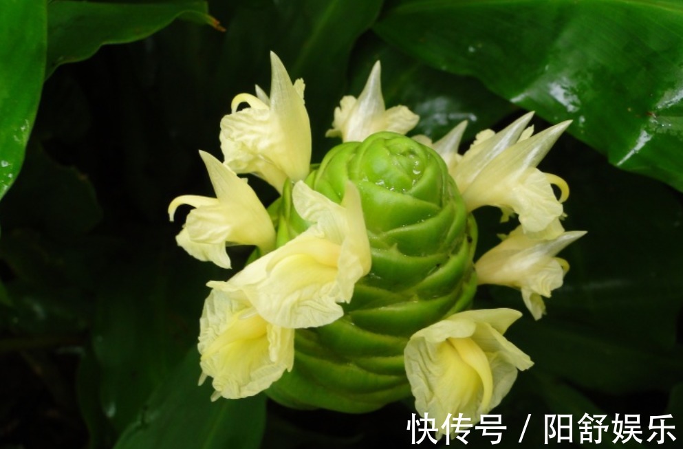 想在桌面养一盆植物，可以试试这种多肉，养护简单，叶片四季常绿