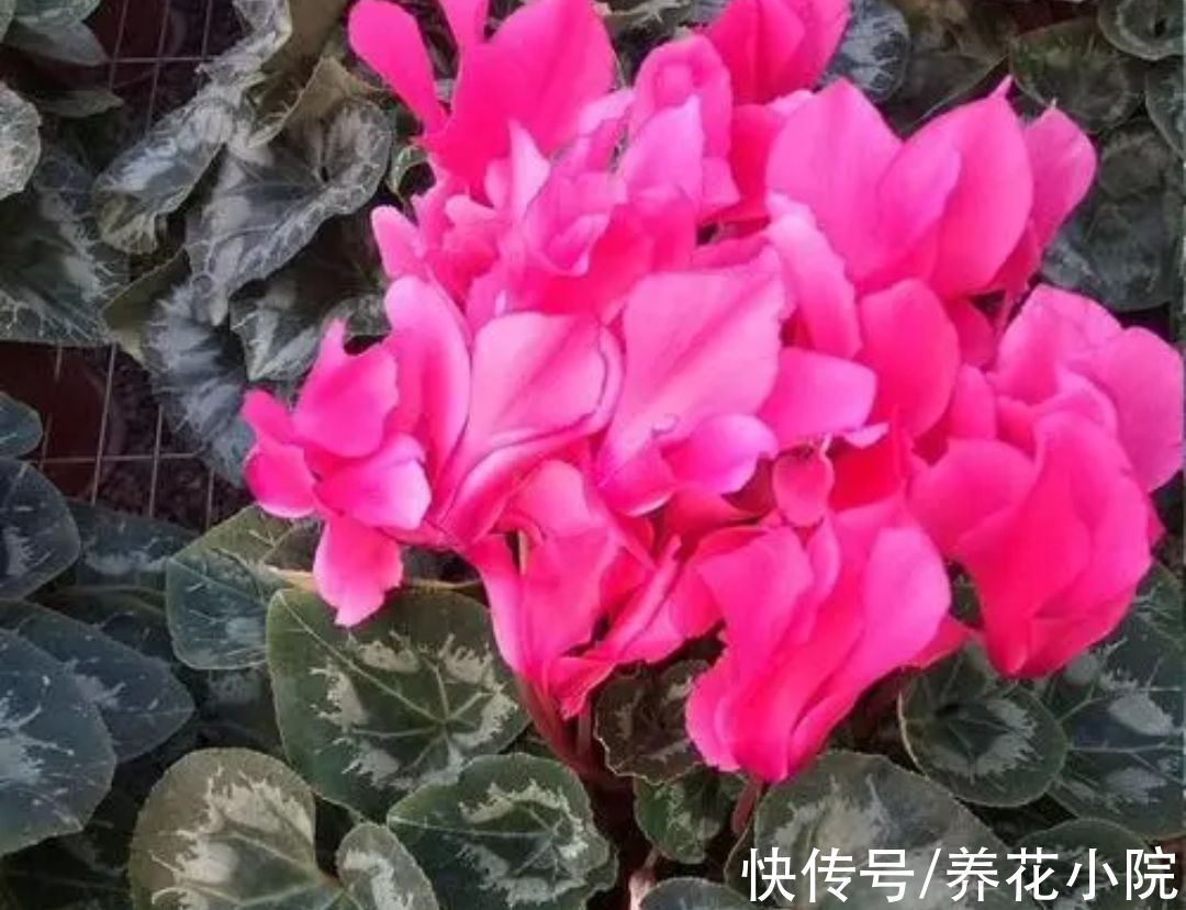 7种漂亮花，家里阳光少也能养，光照太强反而长不好