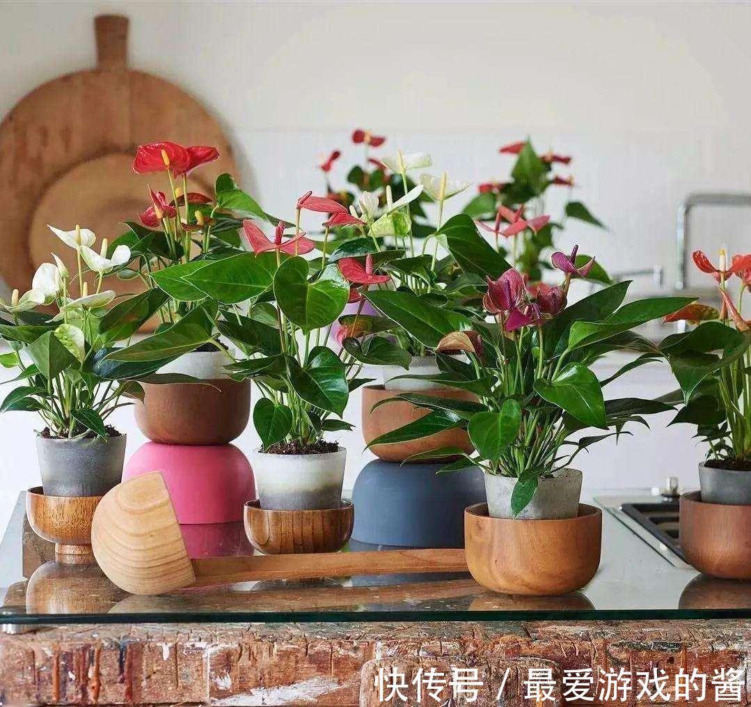 10大吉祥花,好养又高档,家里养一盆,有花有果招财又旺家