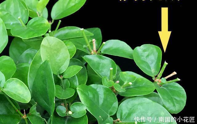 分化|茉莉花马上就要进入花期,学会几个养护技巧,枝繁叶茂花开爆盆