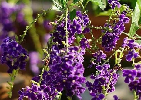 养花总养不活，不妨看看这些花朵，超级好养，耐热耐寒易爆盆